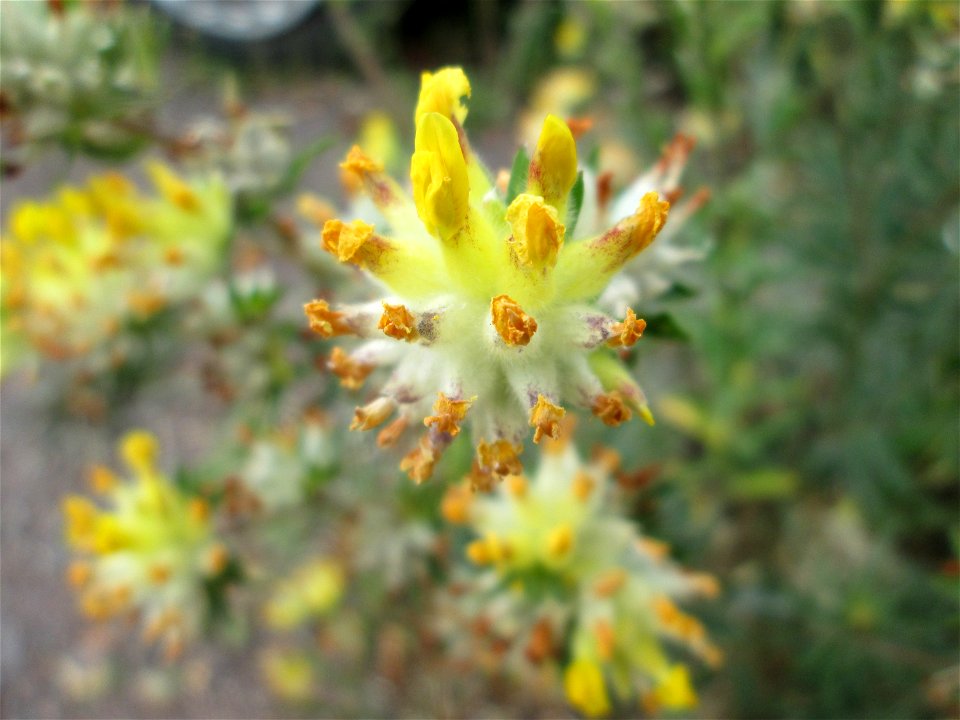 Echter Wundklee (Anthyllis vulneraria) auf einem Wildblumenstreifen zwischen Mainzer und Halbergstraße in Saarbrücken