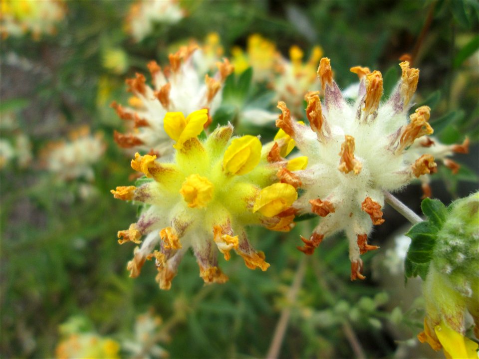 Echter Wundklee (Anthyllis vulneraria) auf einem Wildblumenstreifen zwischen Mainzer und Halbergstraße in Saarbrücken