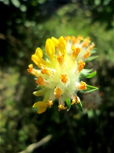 Echter Wundklee (Anthyllis vulneraria) auf einem Wildblumenstreifen zwischen Mainzer und Halbergstraße in Saarbrücken