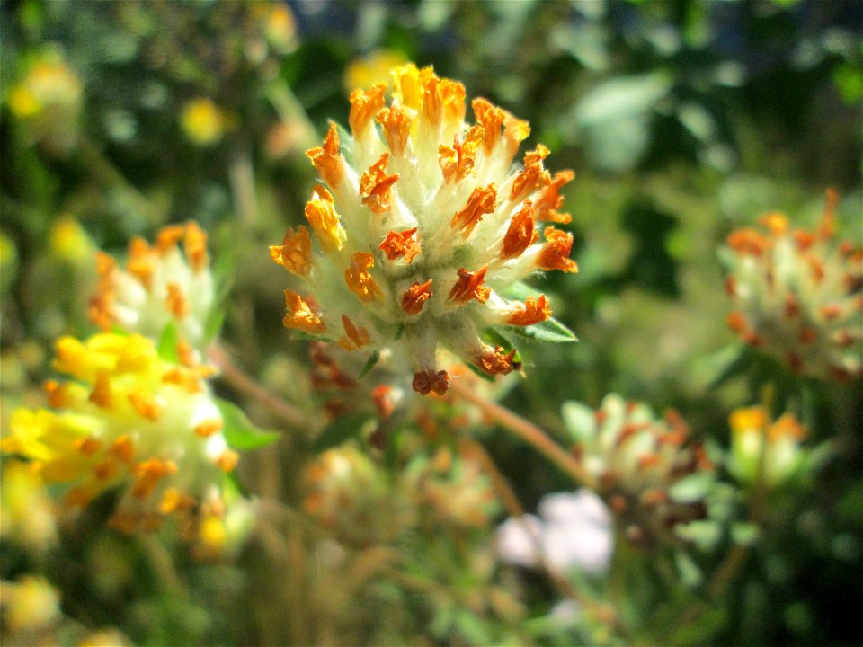Echter Wundklee (Anthyllis vulneraria) auf einem Wildblumenstreifen zwischen Mainzer und Halbergstraße in Saarbrücken