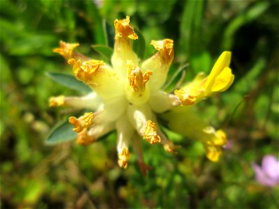 Echter Wundklee (Anthyllis vulneraria) auf einem Blühstreifen in Hockenheim