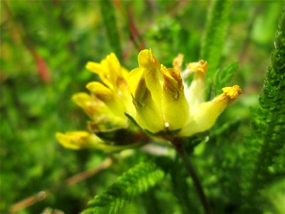 Echter Wundklee (Anthyllis vulneraria) auf einem Blühstreifen in Hockenheim