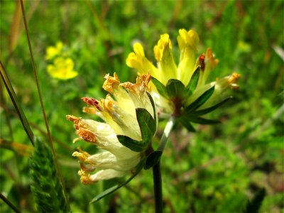 Echter Wundklee (Anthyllis vulneraria) auf einem Blühstreifen in Hockenheim