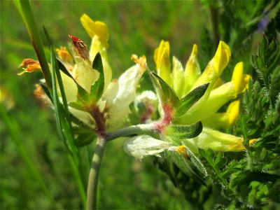 Echter Wundklee (Anthyllis vulneraria) auf einem Blühstreifen in Hockenheim