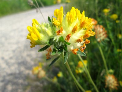 Echter Wundklee (Anthyllis vulneraria) beim Osthafen in Saarbrücken