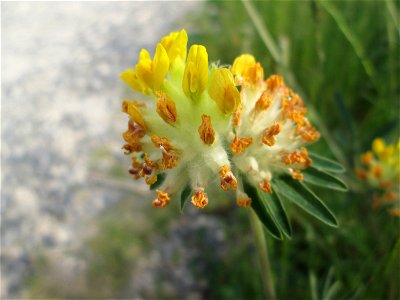 Echter Wundklee (Anthyllis vulneraria) beim Osthafen in Saarbrücken