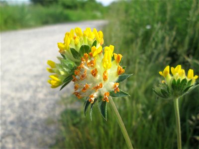 Echter Wundklee (Anthyllis vulneraria) beim Osthafen in Saarbrücken