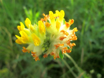 Echter Wundklee (Anthyllis vulneraria) beim Osthafen in Saarbrücken
