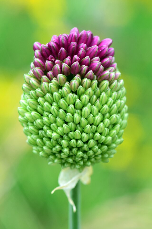 Bud close up purple photo