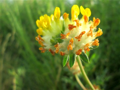 Echter Wundklee (Anthyllis vulneraria) beim Osthafen in Saarbrücken