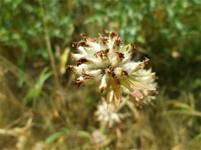 Echter Wundklee (Anthyllis vulneraria) am Osthafen in Saarbrücken