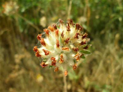 Echter Wundklee (Anthyllis vulneraria) am Osthafen in Saarbrücken