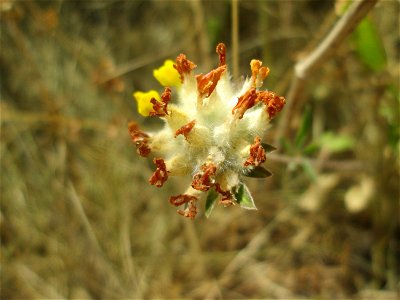 Echter Wundklee (Anthyllis vulneraria) am Osthafen in Saarbrücken