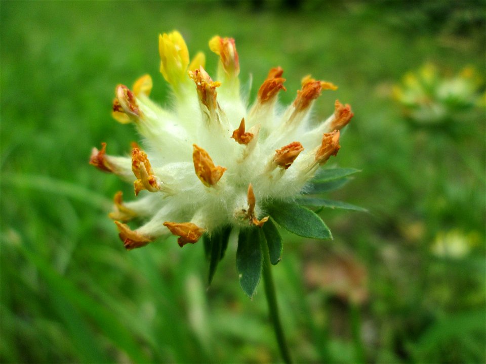 Echter Wundklee (Anthyllis vulneraria) bei Fechingen - die im Naturschutzgebiet Naturschutzgebiet „Birzberg, Honigsack/Kappelberghang“ häufige Art streut bis an den Ortsrand von Fechingen