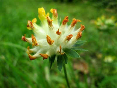 Echter Wundklee (Anthyllis vulneraria) bei Fechingen - die im Naturschutzgebiet Naturschutzgebiet „Birzberg, Honigsack/Kappelberghang“ häufige Art streut bis an den Ortsrand von Fechingen