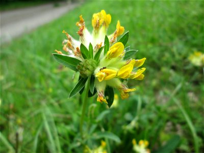 Echter Wundklee (Anthyllis vulneraria) bei Fechingen - die im Naturschutzgebiet Naturschutzgebiet „Birzberg, Honigsack/Kappelberghang“ häufige Art streut bis an den Ortsrand von Fechingen