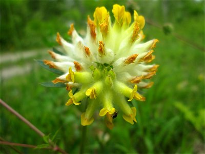 Echter Wundklee (Anthyllis vulneraria) im Naturschutzgebiet „Birzberg, Honigsack/Kappelberghang“)
