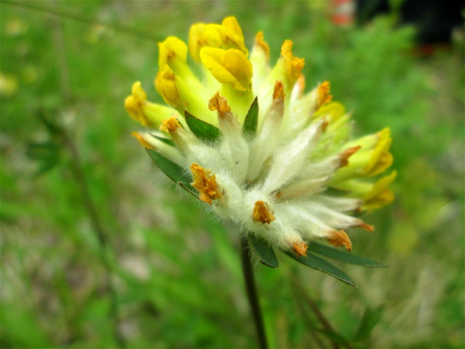 Echter Wundklee (Anthyllis vulneraria) im Naturschutzgebiet „Birzberg, Honigsack/Kappelberghang“