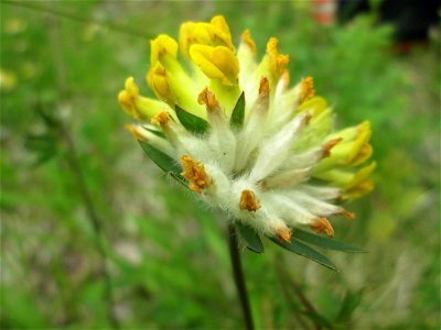 Echter Wundklee (Anthyllis vulneraria) im Naturschutzgebiet „Birzberg, Honigsack/Kappelberghang“