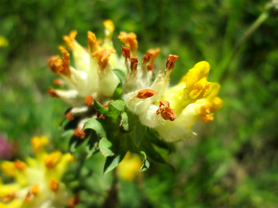 Echter Wundklee (Anthyllis vulneraria) in Saarbrücken