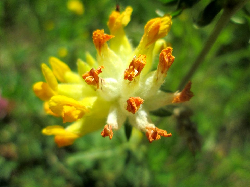 Echter Wundklee (Anthyllis vulneraria) in Saarbrücken