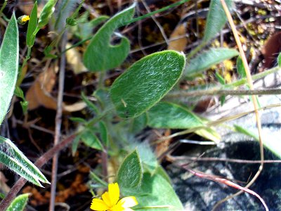 Anthillys vulneraria, leaves and stem, Dehesa Boyal de Puertollano, Spain