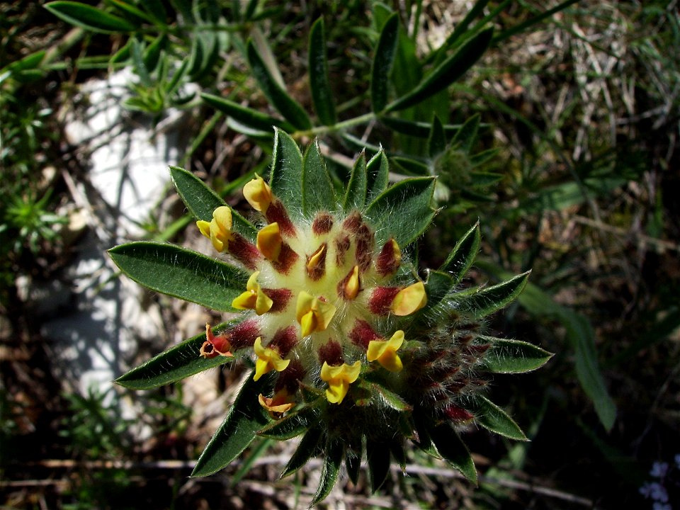 Anthyllis vulneraria flowering, Castelltallat, Catalonia