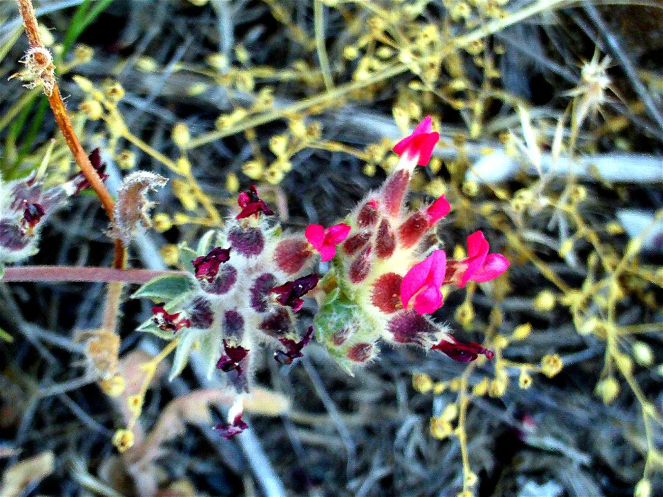 Anthyllis_vulneraria_ssp_pseudoarundana, endemic of Sierra Nevada, Spain