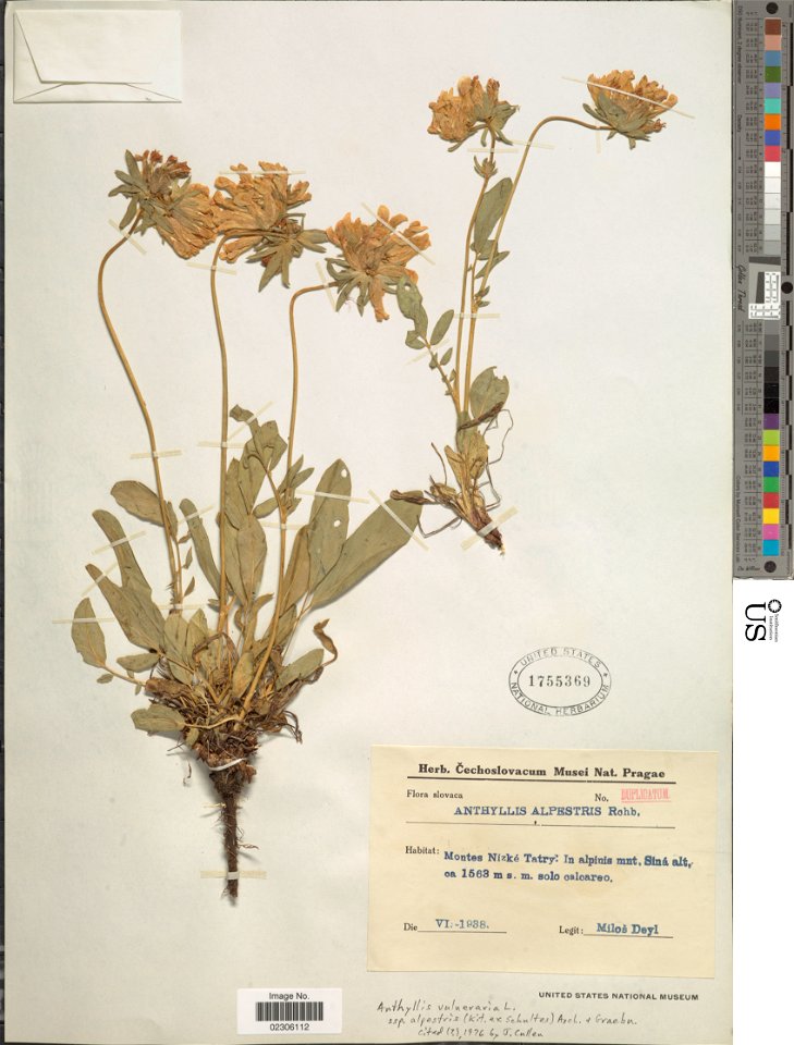 Anthyllis vulneraria subsp. alpestris del Smithsonian Institution, NMNH, Botany