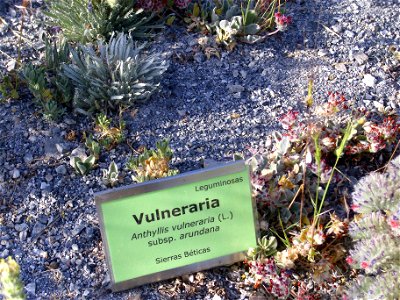 Anthyllis vulneraria subsp. arundana habit, Sierra Nevada, Spain photo