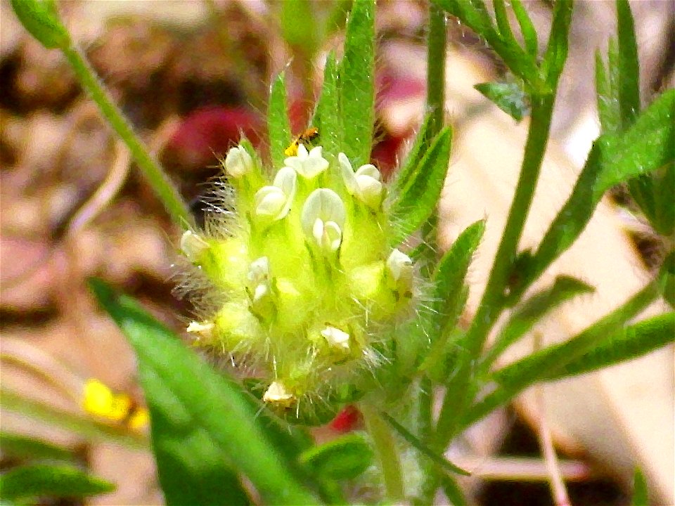 Anthyllis vulneraria subsp. maura, close up, Sierra Madrona, Spain