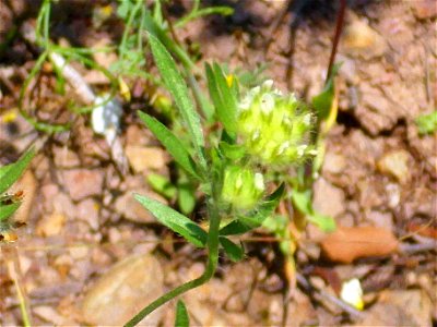 Anthyllis vulneraria subsp. maura, inflorescence, Sierra Madrona, Spain