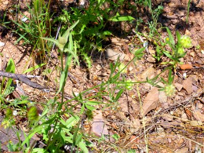 Anthyllis vulneraria subsp. maura, habit, Sierra Madrona, Spain