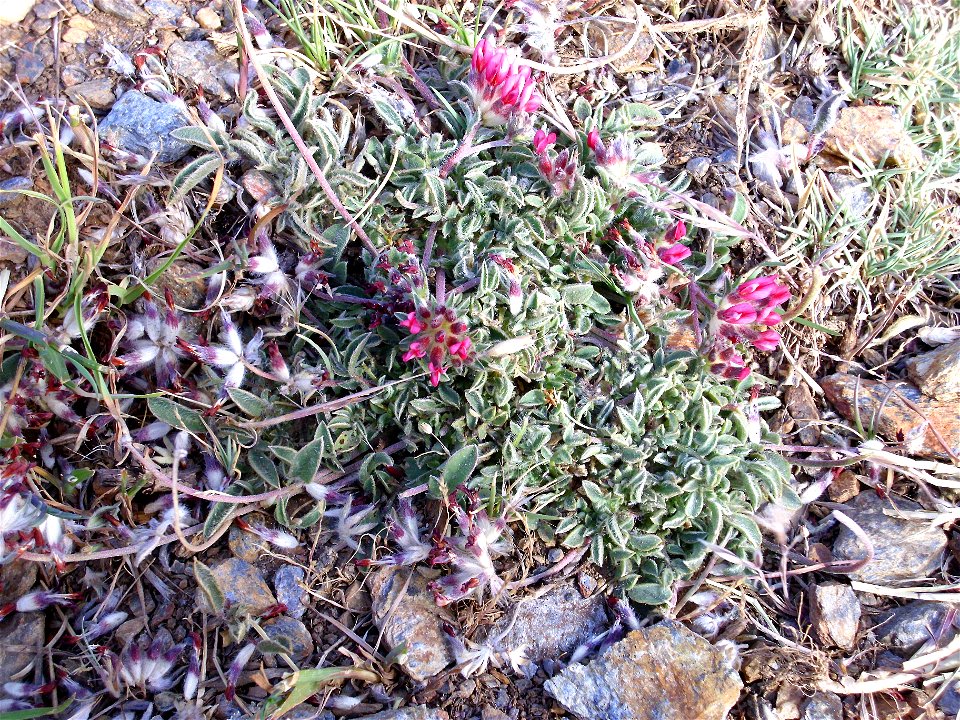 Anthyllis vulneraria subsp. pseudoarundana habit, Sierra Nevada, Spain