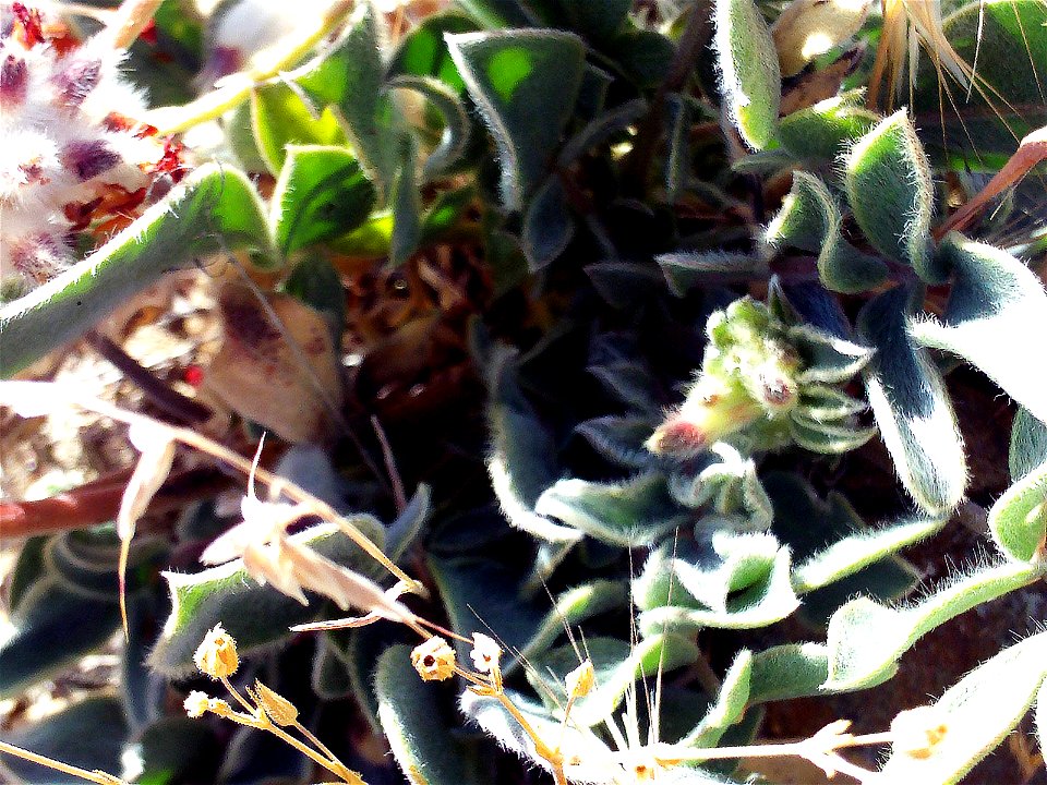 Anthyllis vulneraria subsp. pseudoarundana leaves, Sierra Nevada, Spain