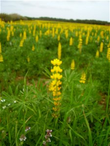 Lupinus luteus (altramuz amarillo)
