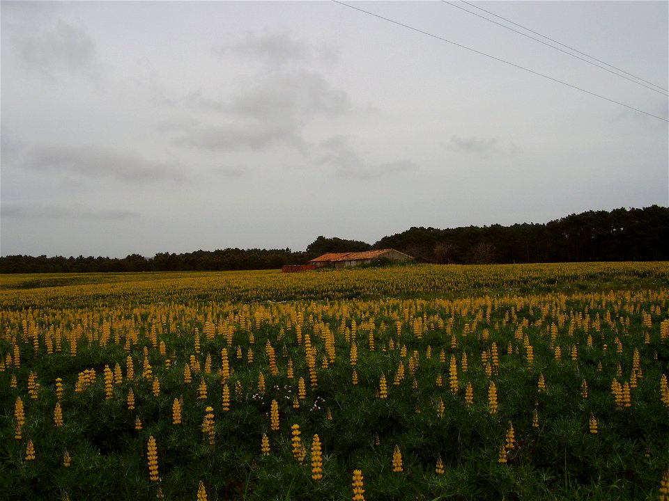 Lupinus luteus (altramuz amarillo)