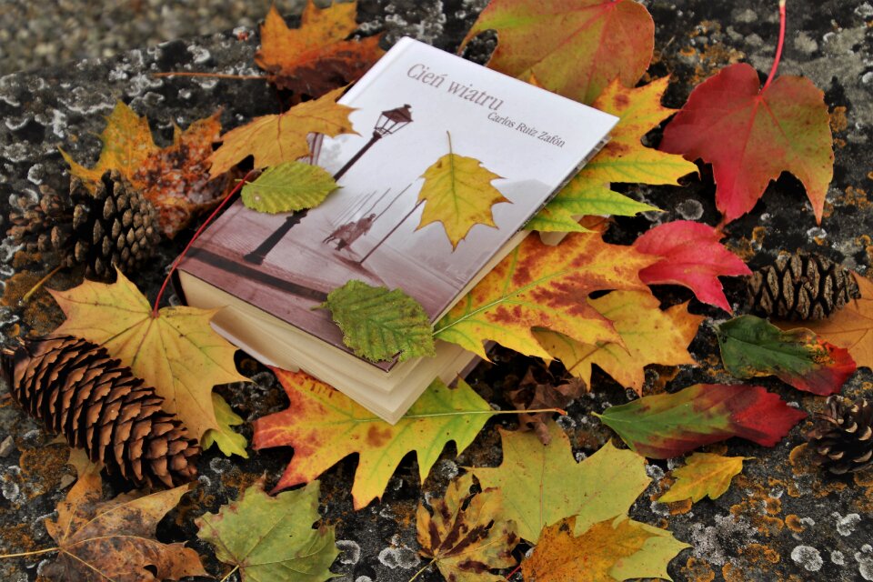 Literature relaxation autumn