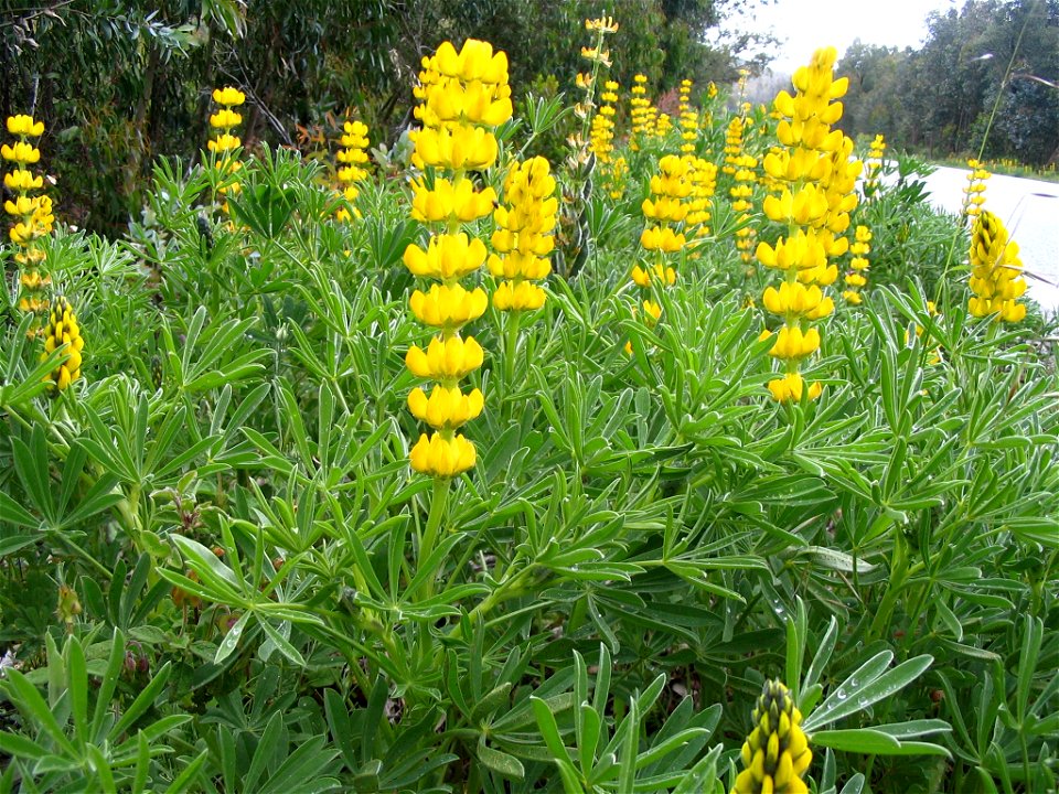 Lupinus luteus - Yellow lupin