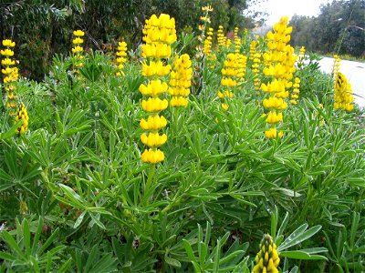 Lupinus luteus - Yellow lupin photo