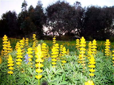 Image title: Yellow lupin flowers Image from Public domain images website, http://www.public-domain-image.com/full-image/flora-plants-public-domain-images-pictures/flowers-public-domain-images-picture photo