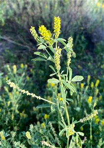 Melilotus indicus