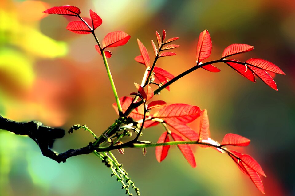 Nature flower colourful