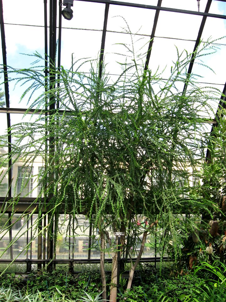 A picture of Acacia pravissima.