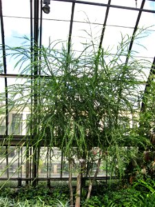 A picture of Acacia pravissima.