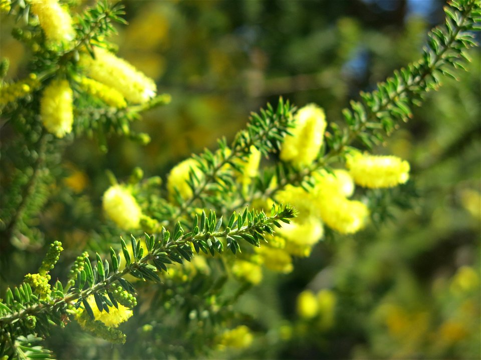 Acacia verticillata in parc Gonzalez in Bormes-les-Mimosas (Var, France). Plant identified by its botanic label.