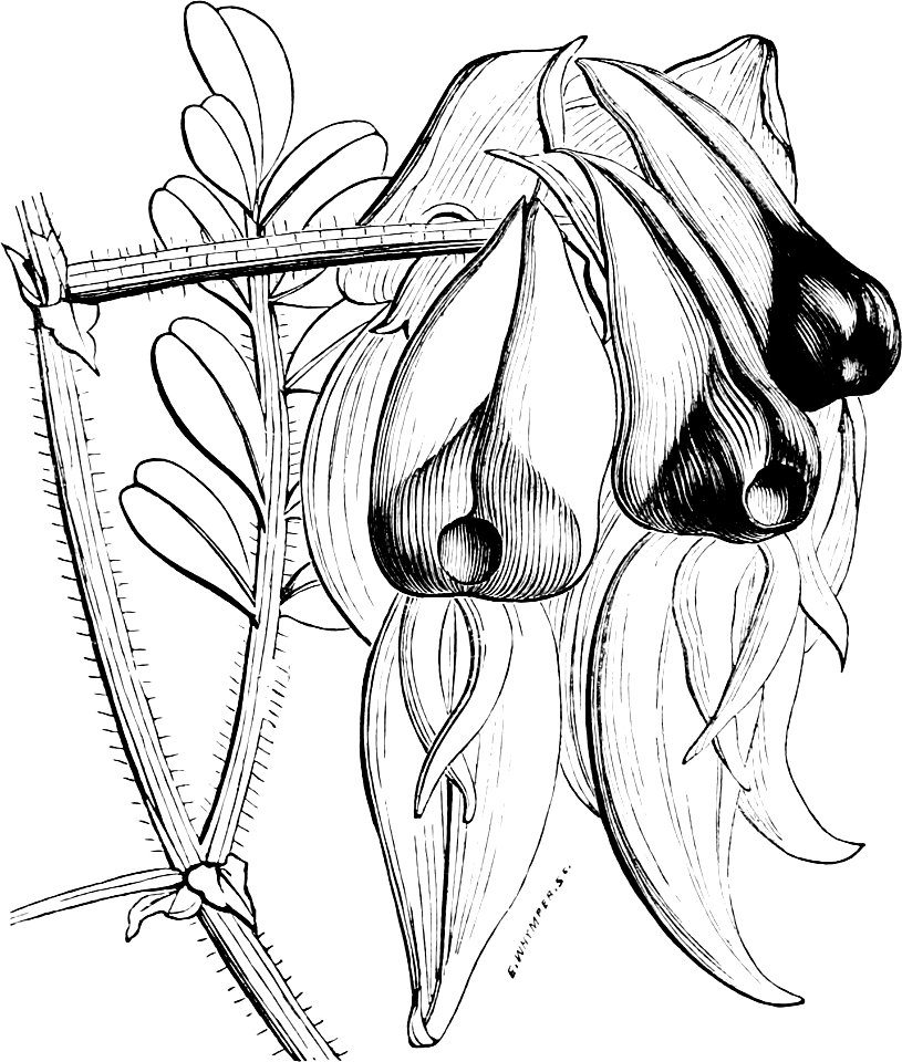 Image from The Amateur's Greenhouse and Conservatory