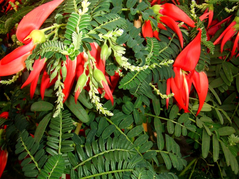 Clianthus puniceus, (Kakabeak), endemic to New Zealand. Picture taken at garden center,  Rotterdam, The Netherlands