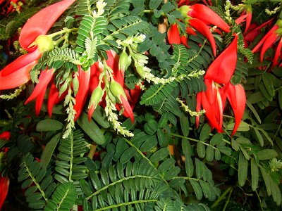 Clianthus puniceus, (Kakabeak), endemic to New Zealand. Picture taken at garden center,  Rotterdam, The Netherlands