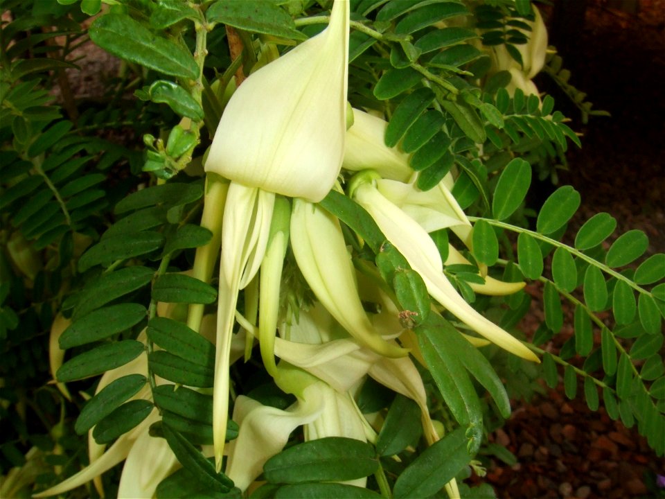 Clianthus puniceus 'Albus', picture taken at the Botanische tuin TU Delft in Delft, The Netherlands